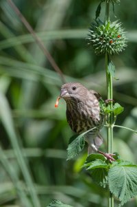 DSC_0551_DxO_DxO.jpg DSC_0551_DxO_DxO.jpg