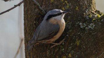 spechtmeise_03.jpg spechtmeise_03.jpg