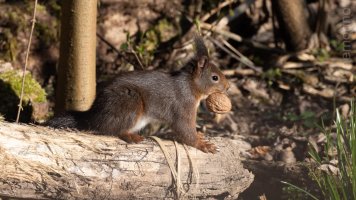 eichhorn und nuss.jpg