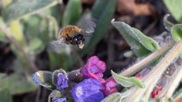 hairy-footed flower bee.jpg