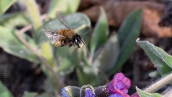 hairy-footed flower bee_02.jpg
