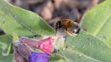 hairy-footed flower bee_03.jpg