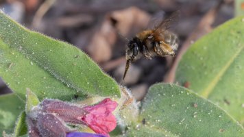 hairy-footed flower bee_04.jpg