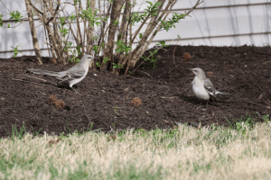 Northern Mockingbird Dance.gif Northern Mockingbird Dance.gif