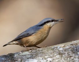 6L8A4331-DxO_Nuthatch-ls-ts.jpeg 6L8A4331-DxO_Nuthatch-ls-ts.jpeg