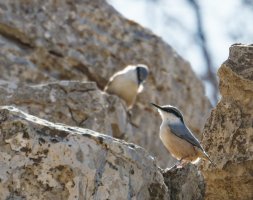 3Q7A0902-DxO_Rock_Nuthatch-ls-ts.jpeg 3Q7A0902-DxO_Rock_Nuthatch-ls-ts.jpeg