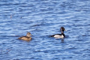 _V0A0729.jpg _V0A0729.jpg