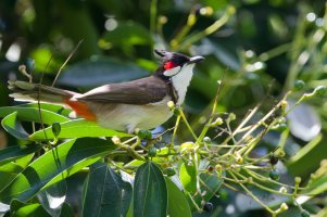 DSC_0624_DxO_DxO.jpg DSC_0624_DxO_DxO.jpg