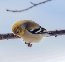 American GoldfinchAmerican Goldfinch.jpeg