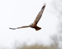 6L8A8904-DxO_Marsh_Harrier_flying.jpg