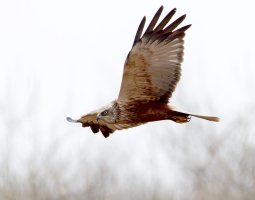 6L8A8912-DxO_Marsh_Harrier_flying_ crop.jpg
