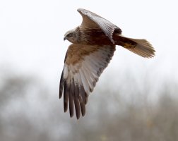 6L8A8916-DxO_Marsh_Harrier_flying.jpg