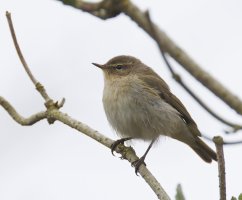 6L8A8781-DxO_Chiffchaff.jpg