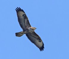6L8A9186-DxO_Buzzard_flying_2_sh.jpg