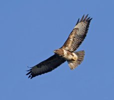 6L8A9340-DxO_Buzzard_flying_sh.jpg