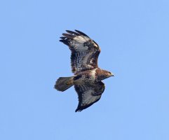 6L8A9213-DxO_Buzzard_flying_sh.jpg