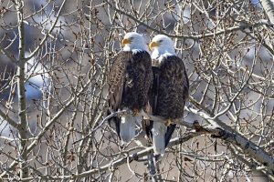 Eagle Pair (1 of 1).jpeg