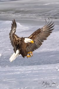 Bald Eagle hunting 2 (1 of 1).jpeg