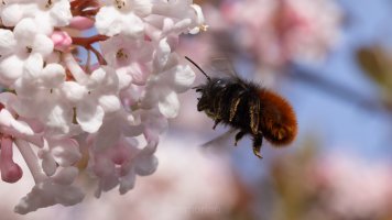 Viburnum farreri and bee.jpg