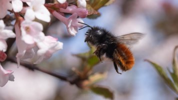 Viburnum farreri and bee_02.jpg