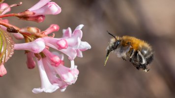 Viburnum farreri and bee_03.jpg