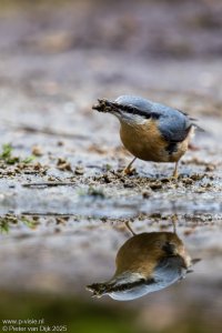 _MG_10092-DxO_DeepPRIME XD2s.jpeg