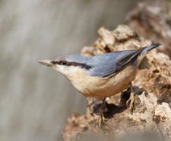 6L8A8345-DxO_Nuthatch_female with mud on beak.jpg