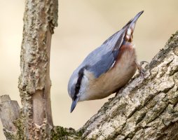6L8A8383-DxO_Nuthatch_male.jpg