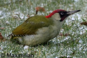 green_woodpecker_2025_01.JPG