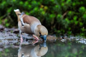 _MG_10288-DxO_DeepPRIME XD2s.jpeg