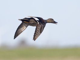 6L8A9832-DxO_Gadwall_flying-cv-ls-ts.jpeg