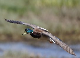 6L8A9888-DxO_mallard_flying.jpg