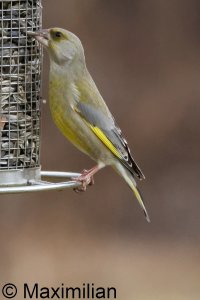 greenfinch_2025_01.JPG
