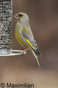 greenfinch_2025_02.JPG