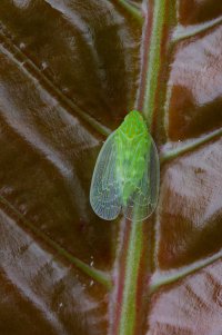 DSC_2244_DxO.jpg