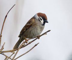 6L8A0005-DxO_Male_Tree_Sparrow.jpg