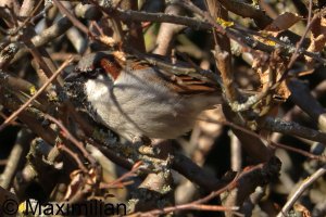 sparrow_2025_01.JPG
