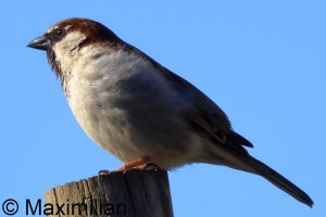 sparrow_2025_02.JPG