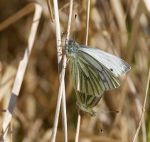 6L8A0933-DxO_Green-veined_butterfly_mating.jpg