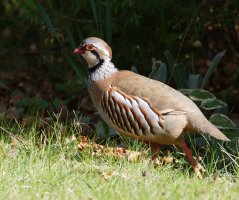 6L8A0736-DxO_Red_legged_partridge.jpg