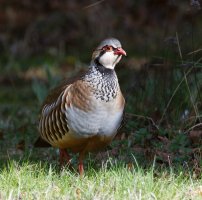 6L8A0794-DxO_Red_legged_partridge.jpg