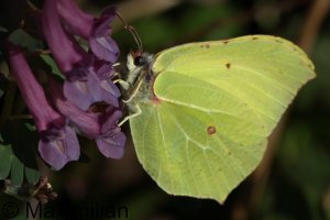 brimstone_2025_02.JPG