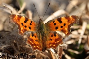 comma_2025_01.JPG