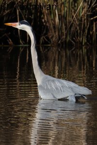 heron_2025_01.JPG