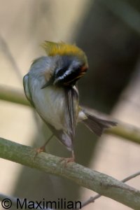 firecrest_2025_01.JPG