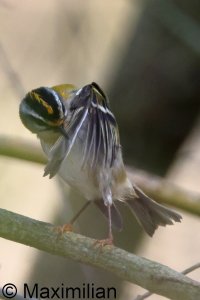 firecrest_2025_02.JPG