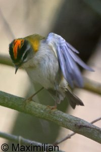 firecrest_2025_03.JPG