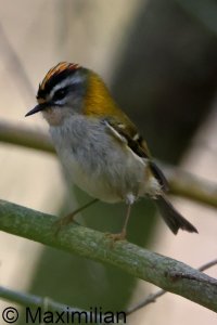 firecrest_2025_04.JPG