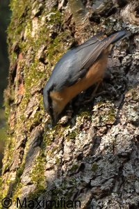 nuthatch_2025_01.JPG