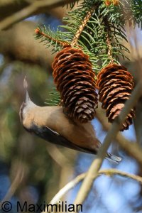 nuthatch_2025_03.JPG